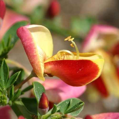 Cytisus Goldfinch Broom Perennial Shrub Fully hardy plant 9cm Pot Free DELIVERY Cytisus Goldfinch Broom Perennial Shrub Fully hardy plant 9cm Pot Free DELIVERY