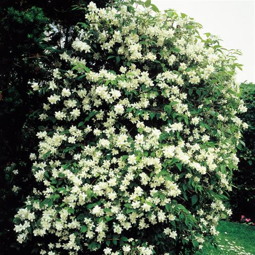 Philadelphus Virginal Mock Orange Deciduous Shrub Hardy Garden Plant in Pot - Picture 10 of 12