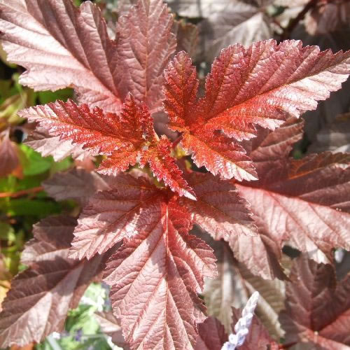 Physocarpus Lady in Red Ninebark Pink Flowering Shrub Hardy Garden Plant in Pot - Picture 13 of 15