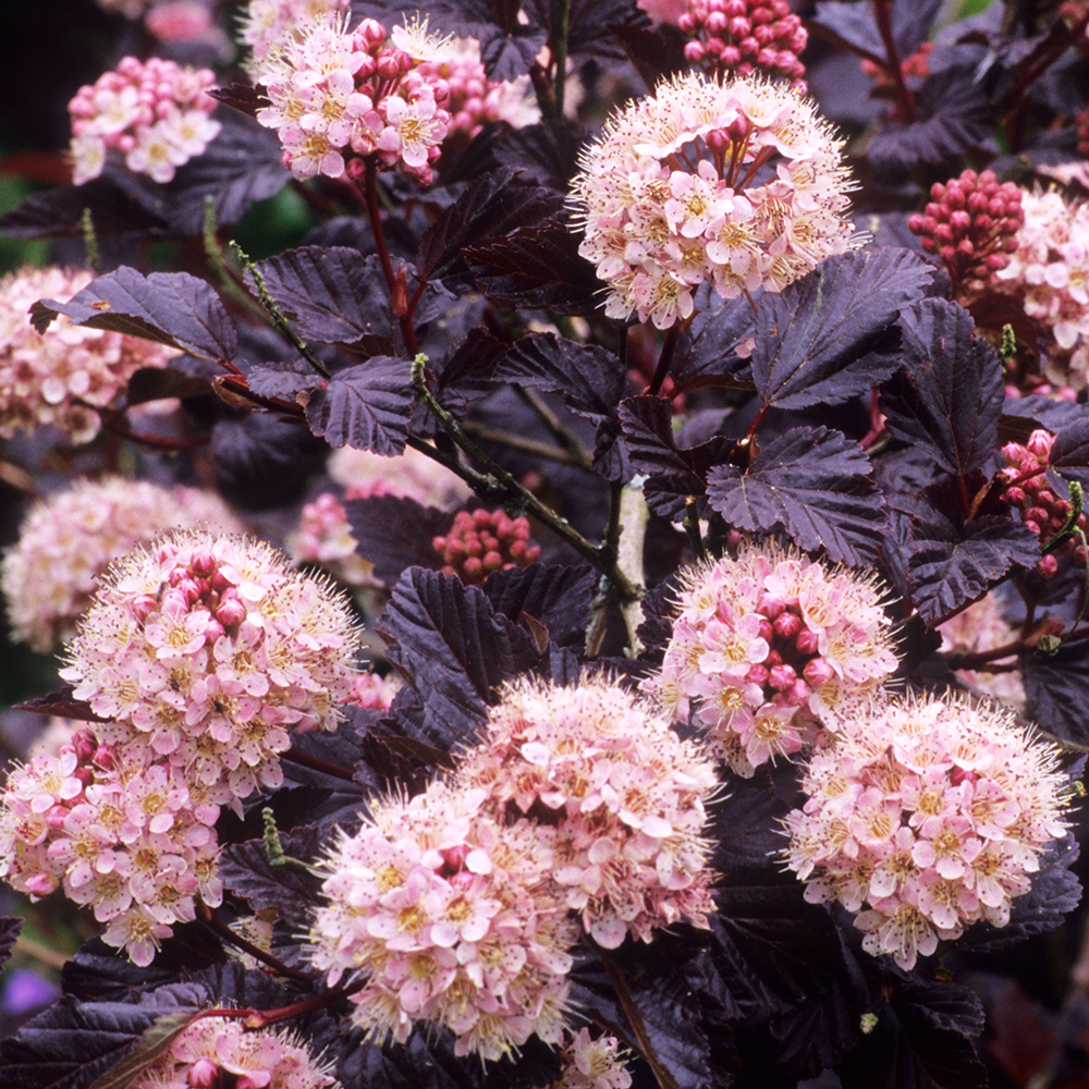 Physocarpus Lady in Red Ninebark Pink Flowering Shrub Hardy Garden Plant in Pot - Picture 11 of 15