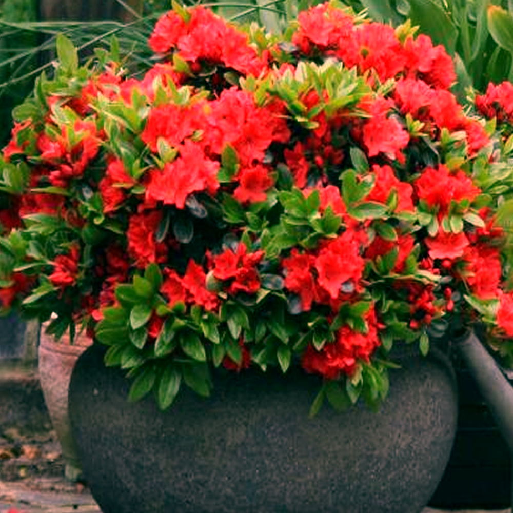 1 X RED AZALEA JAPANESE EVERGREEN SHRUB HARDY GARDEN PLANT ...