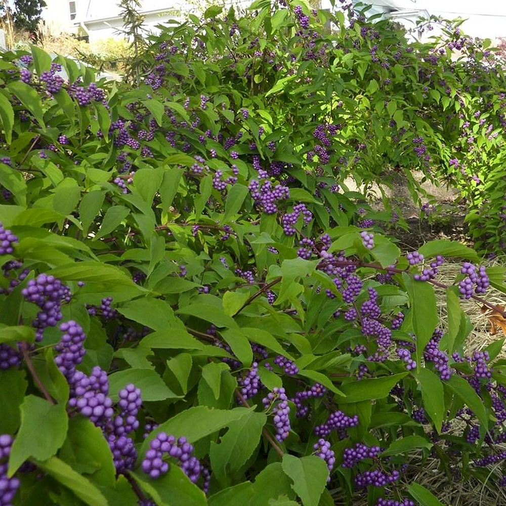 1 X CALLICARPA BODINIERI 'PROFUSION' BEAUTY BERRY DECIDUOUS SHRUB PLANT