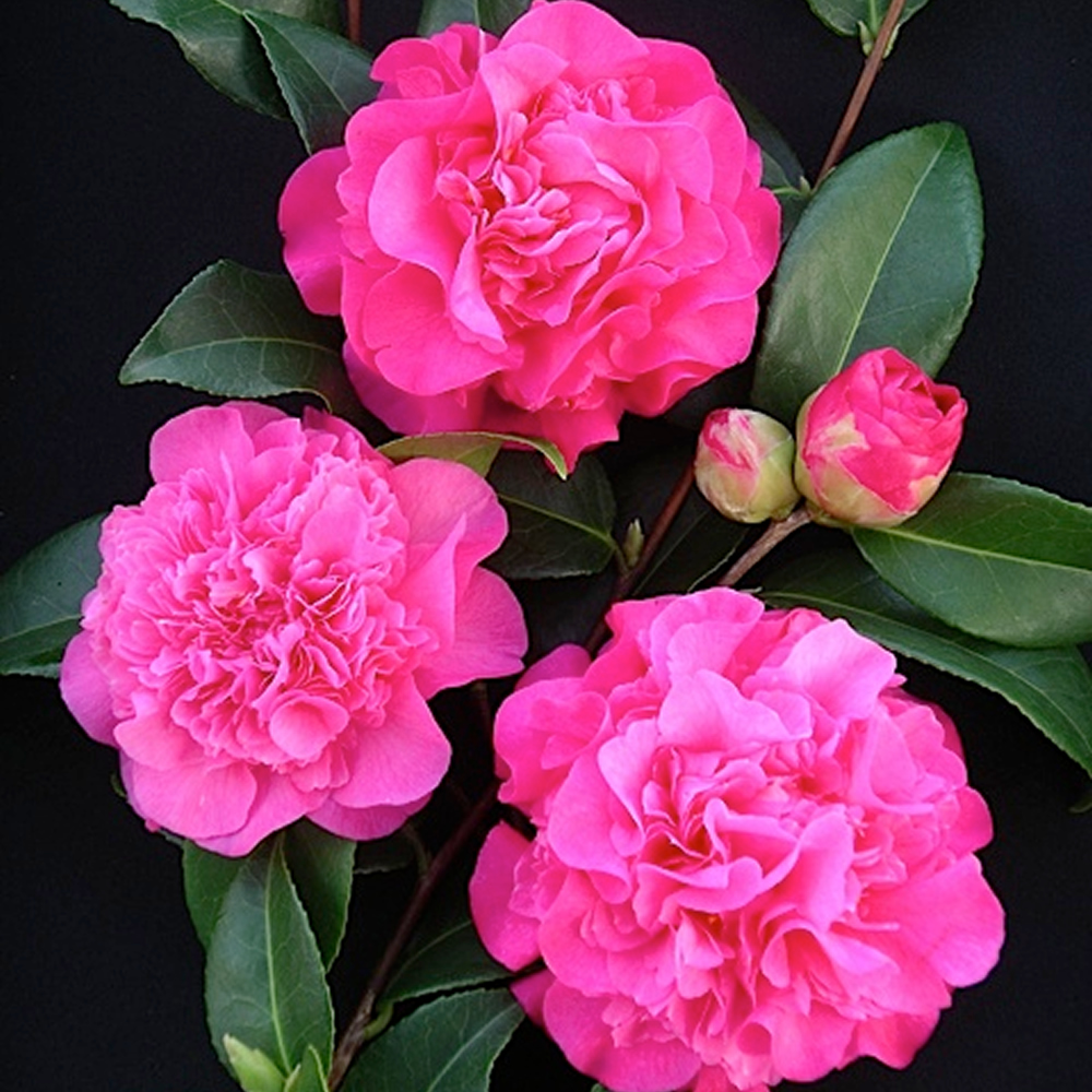 Camellia Debbie Bushy Evergreen Hardy Pink Flowering Outdoor Shrub Plant in Pot - Picture 5 of 8