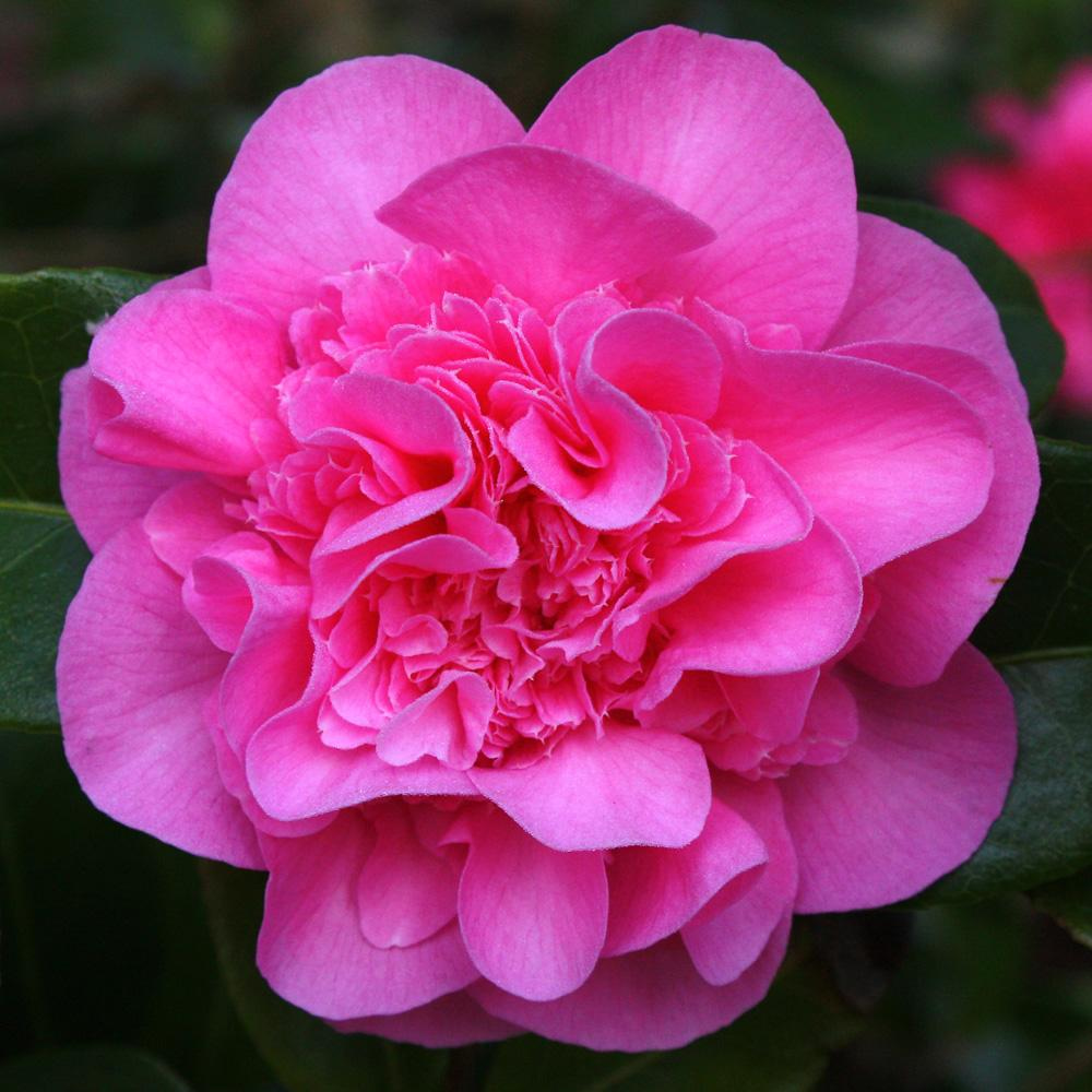 Camellia Debbie Bushy Evergreen Hardy Pink Flowering Outdoor Shrub Plant in Pot - Picture 6 of 8