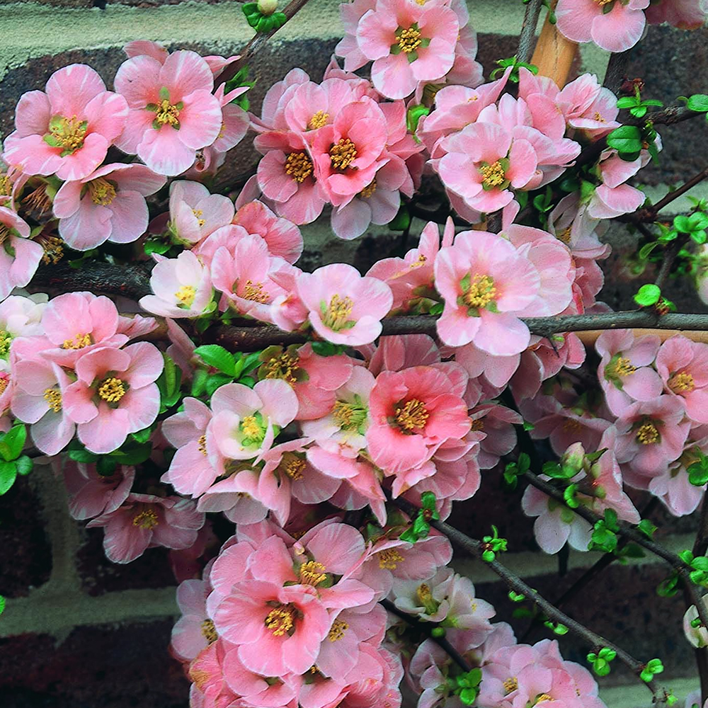 3 X CHAENOMELES 'MADAME BUTTERFLY' JAPANESE QUINCE DECIDUOUS SHRUB ...