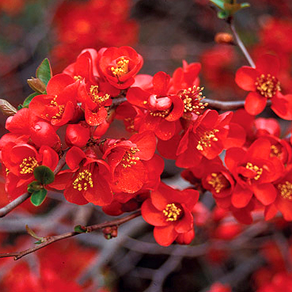 1 X CHAENOMELES 'CRIMSON & GOLD' JAPANESE QUINCE DECIDUOUS SHRUB PLANT ...