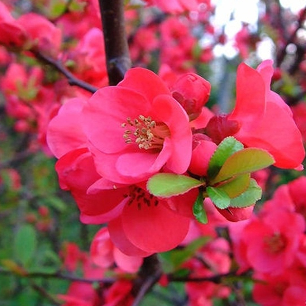 1 X CHAENOMELES 'PINK LADY' JAPANESE QUINCE DECIDUOUS HARDY SHRUB PLANT ...