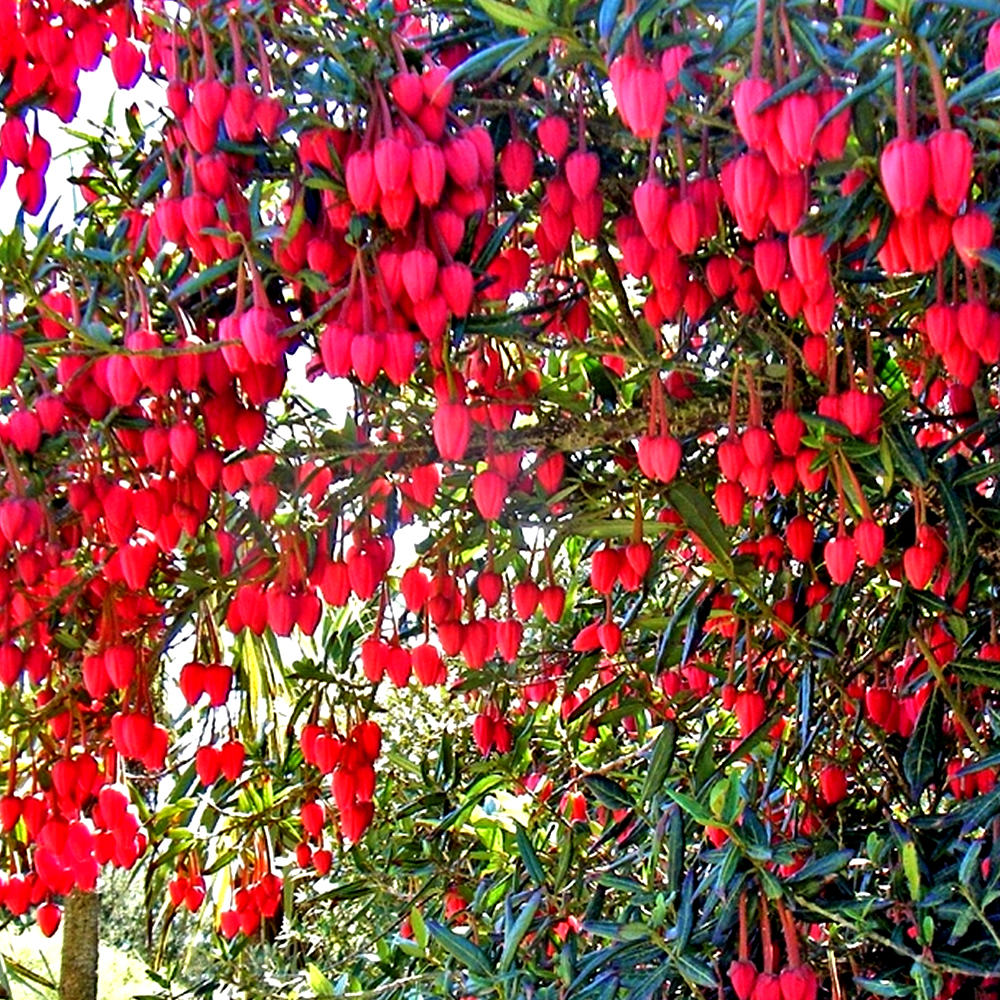 3 X CRINODENDRON HOOKERIANUM CHILE LANTERN TREE EVERGREEN SHRUB PLANT
