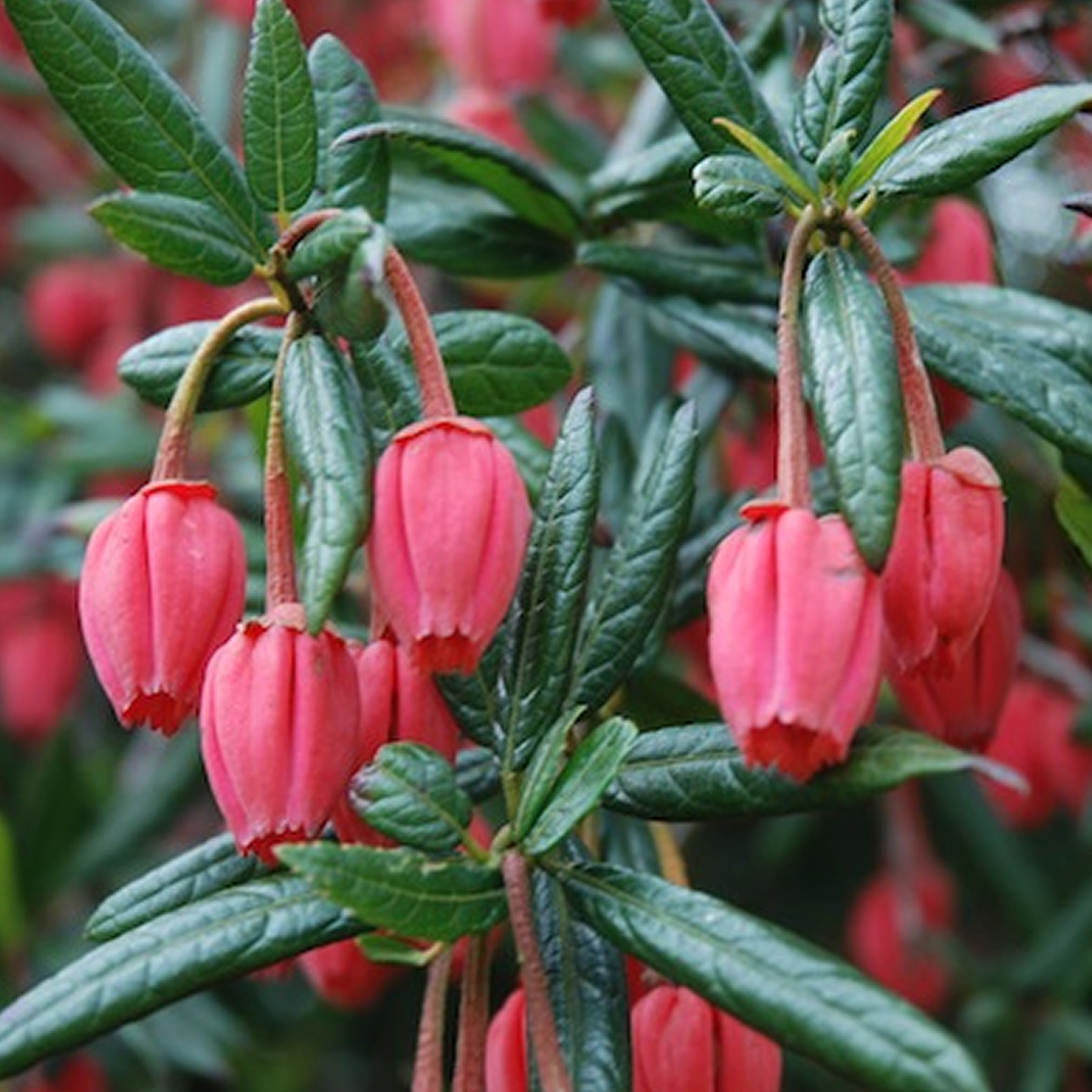 3 X CRINODENDRON HOOKERIANUM CHILE LANTERN TREE EVERGREEN SHRUB PLANT