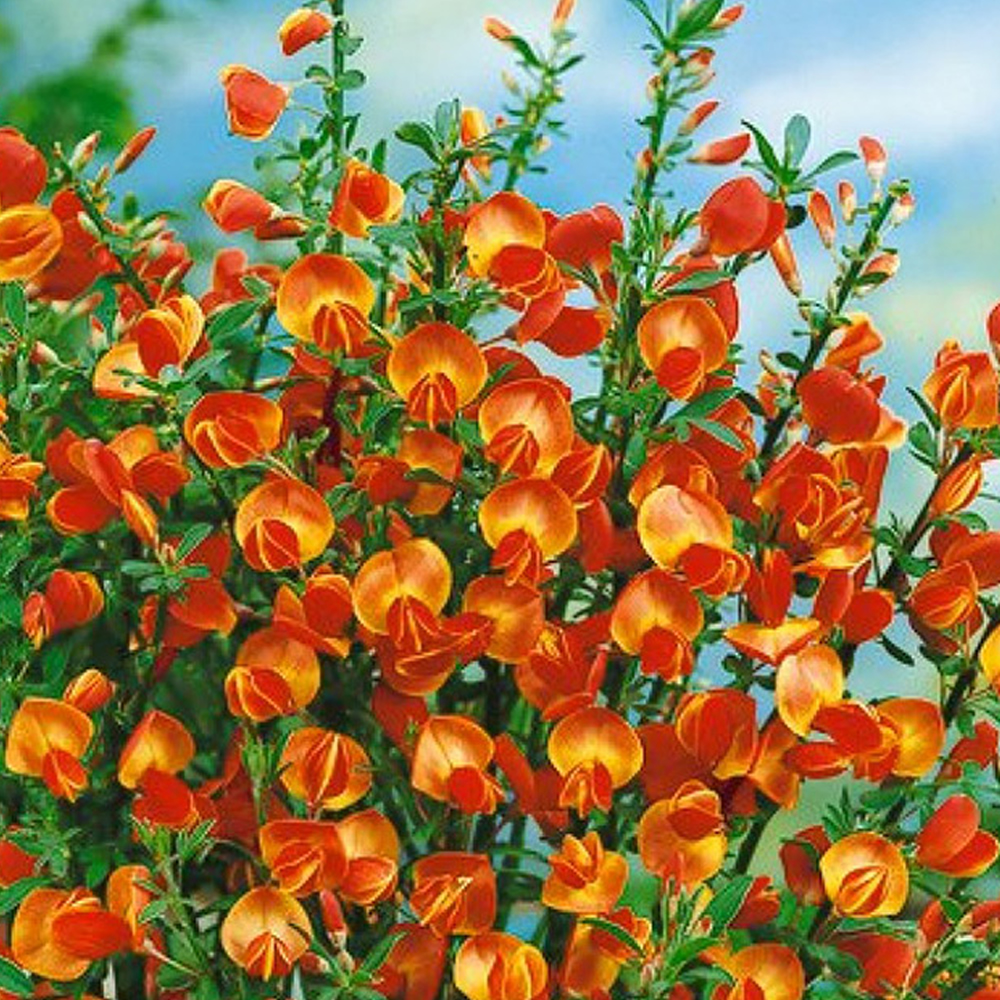 1 X CYTISUS 'LENA' BROOM COMPACT DECIDUOUS SHRUB HARDY GARDEN PLANT IN ...