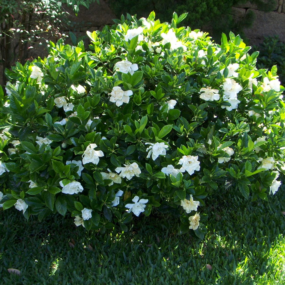 1 X GARDENIA JASMINOIDES KLEIM�S HARDY CAPE JASMINE