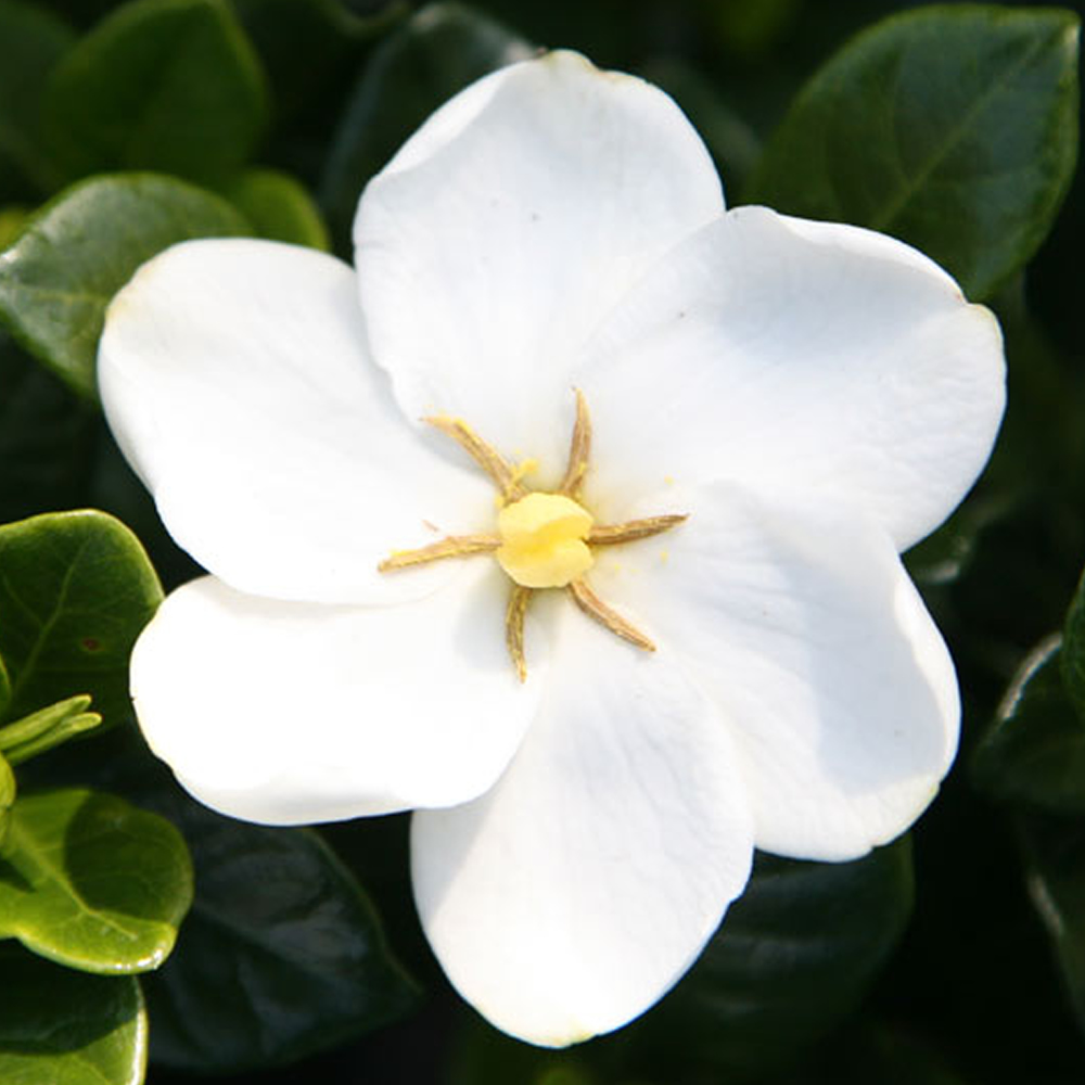 1 X GARDENIA JASMINOIDES KLEIM�S HARDY CAPE JASMINE