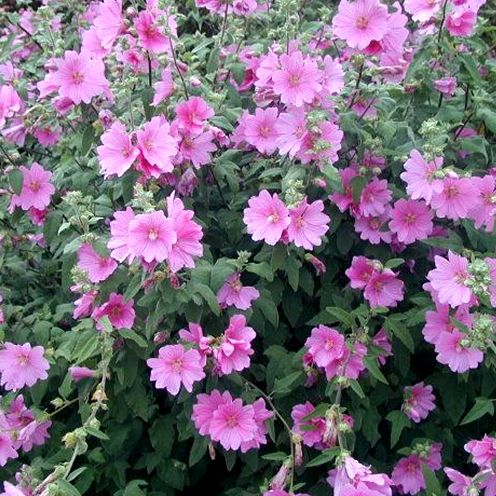 3 X LAVATERA �ROSEA� TREE MALLOW SEMIEVERGREEN SHRUB