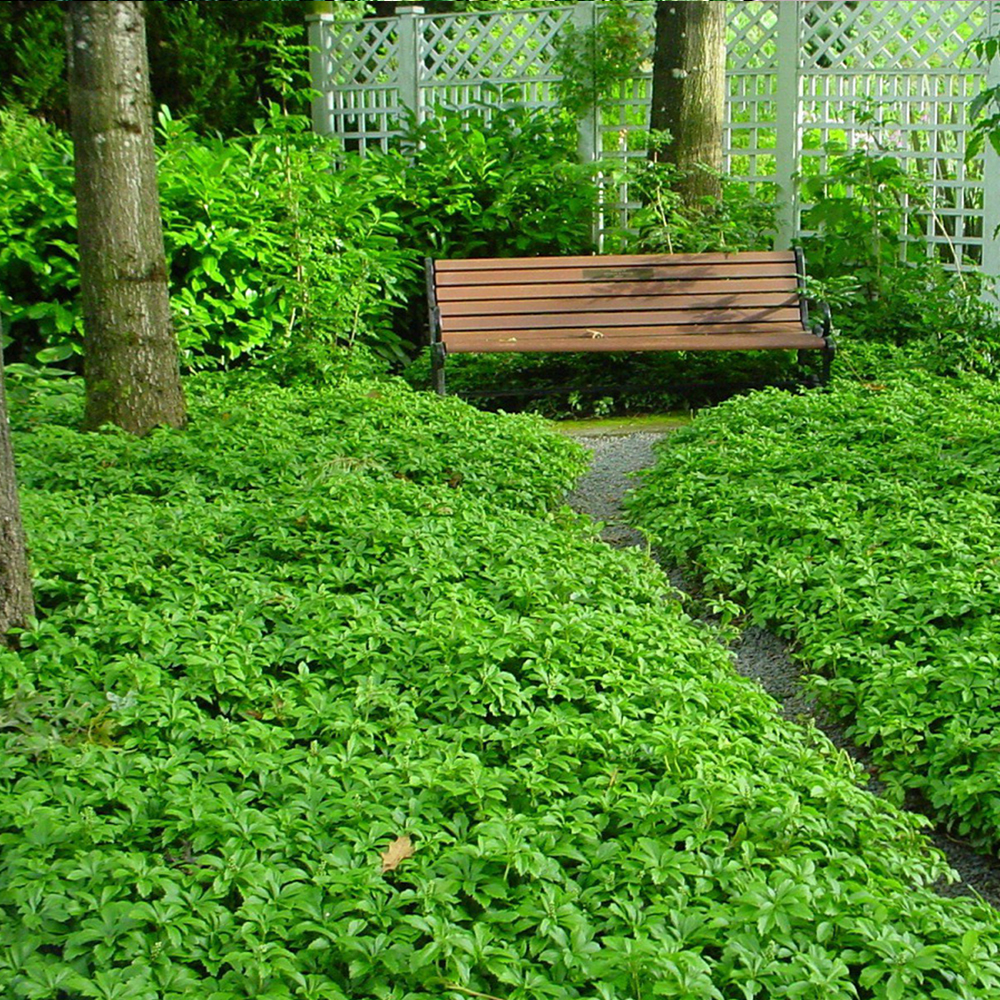 1 X PACHYSANDRA TERMINALIS 'GREEN CARPET' JAPANESE SPURGE EVERGREEN