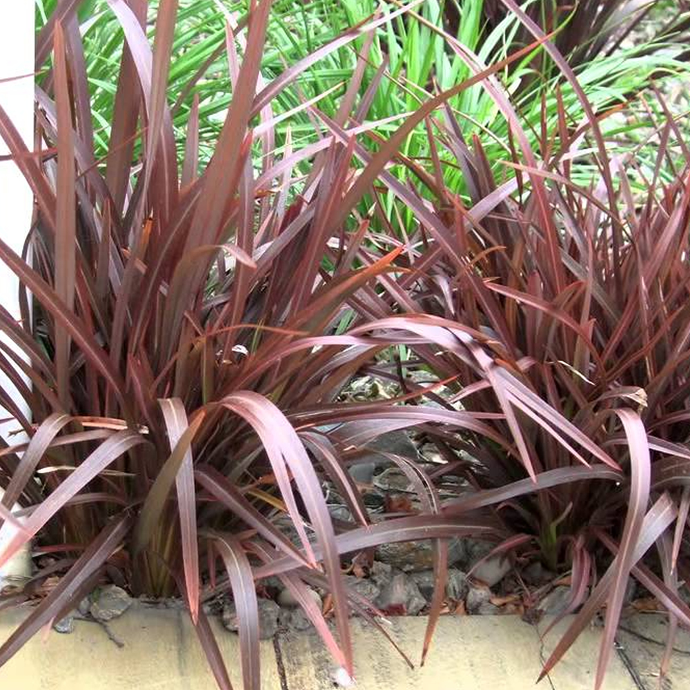 1 X PHORMIUM 'BRONZE BABY' NEW ZEALAND FLAX EVERGREEN SHRUB HARDY PLANT