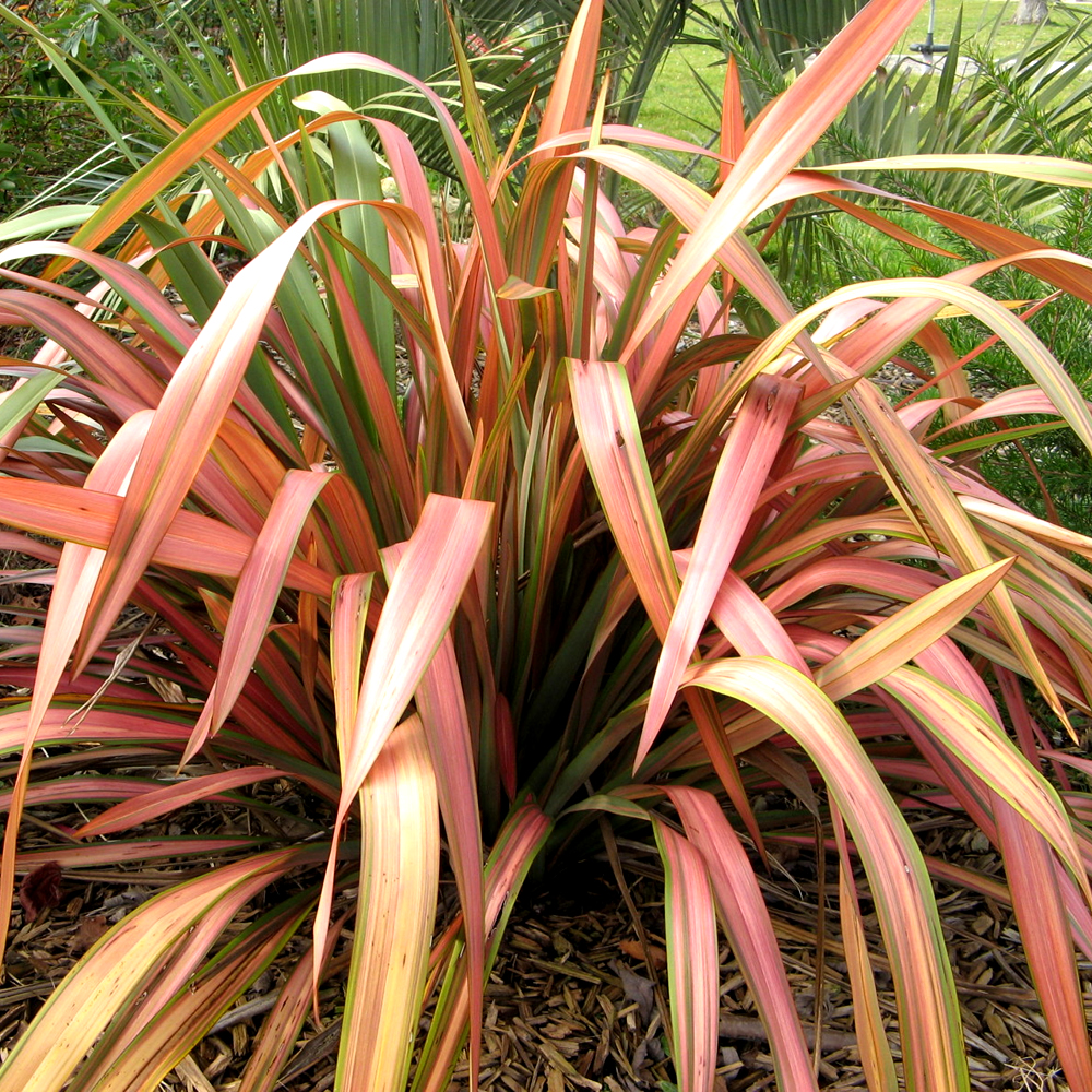 1 X PHORMIUM 'FLAMINGO' NEW ZEALAND FLAX EVERGREEN SHRUB HARDY PLANT IN