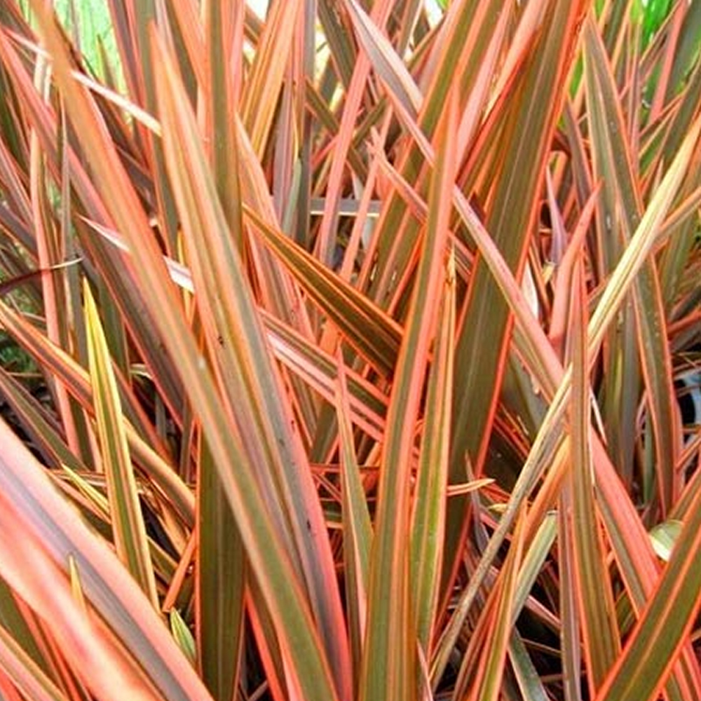 1 X PHORMIUM 'FLAMINGO' NEW ZEALAND FLAX EVERGREEN SHRUB HARDY PLANT IN