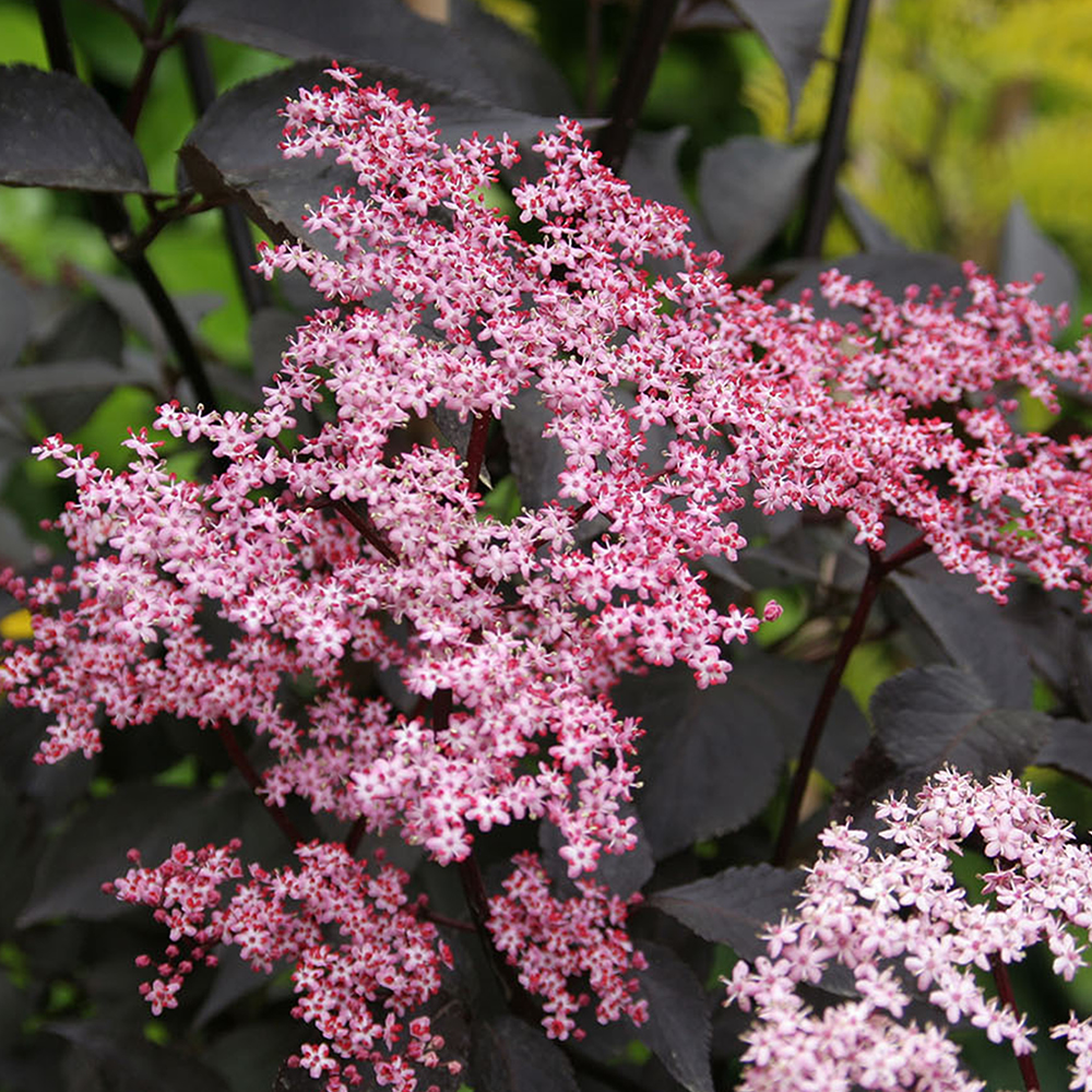 1 X SAMBUCUS NIGRA 'BLACK BEAUTY' BLACK ELDER DECIDUOUS SHRUB PLANT IN ...