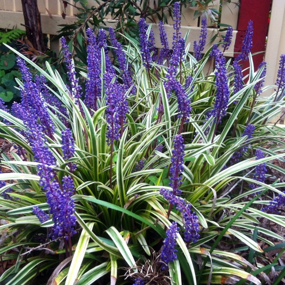 3 X LIRIOPE MUSCARI �VARIEGATA� BIG BLUE LILYTURF