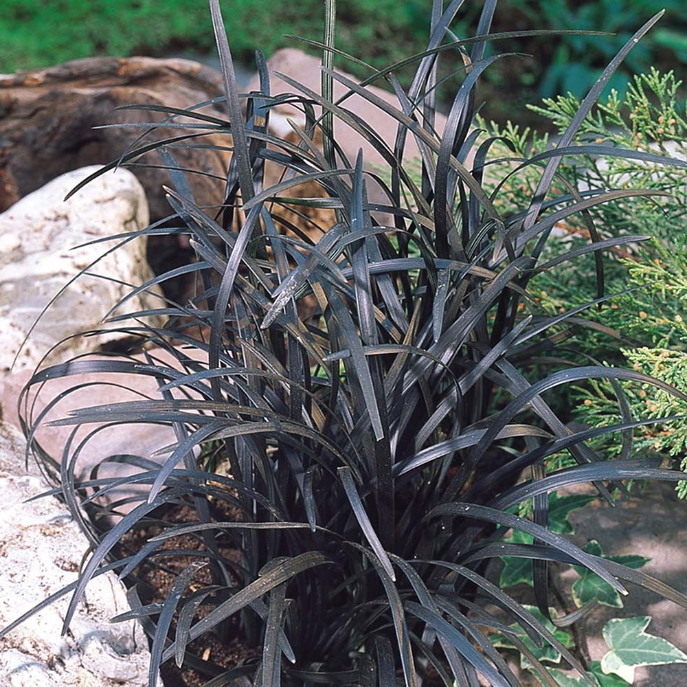 1 X OPHIOPOGON 'NIGRESCENS' BLACK MONDO EVERGREEN SHRUB HARDY PLANT IN ...