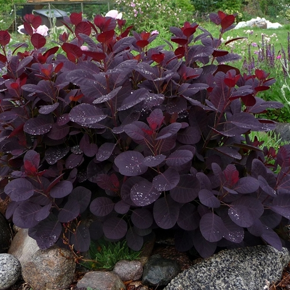 Cotinus coggygria Royal Purple Smoke Bush Deciduous Shrub Hardy Plant in Pot - Picture 12 of 15