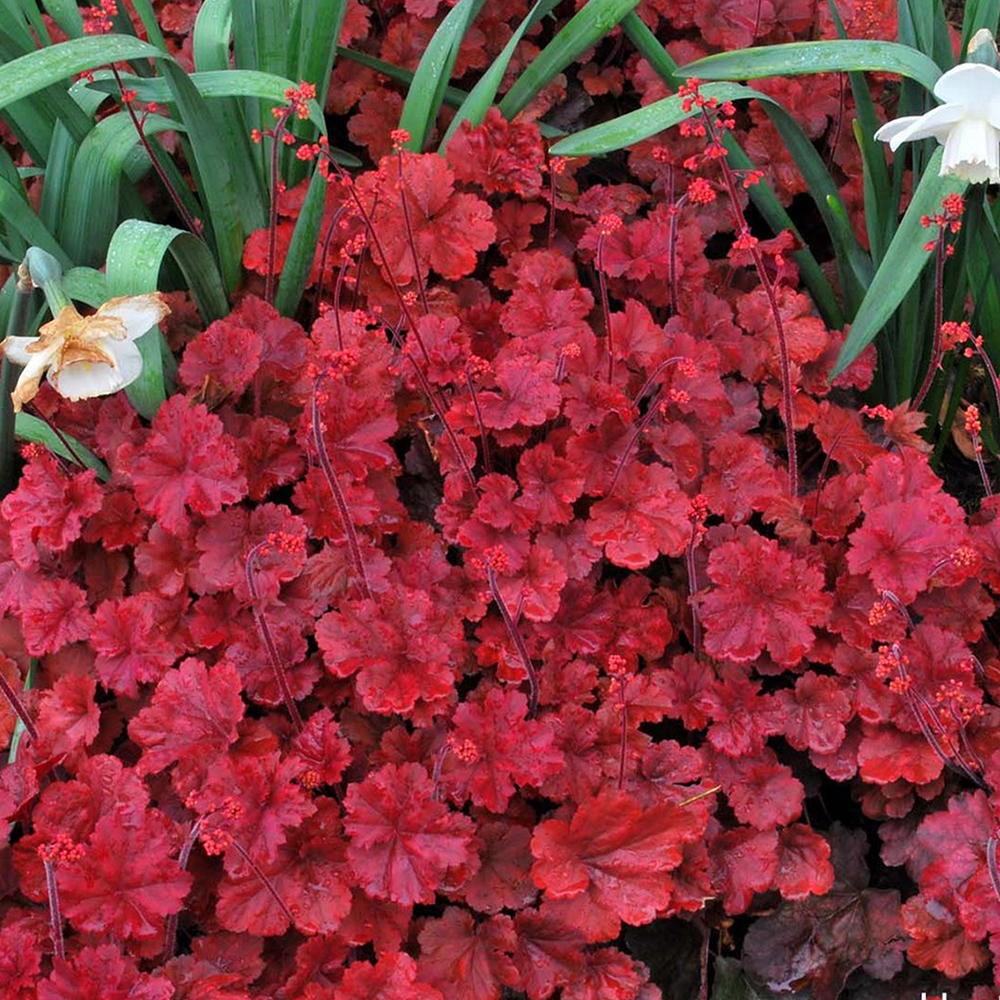 1 X HEUCHERA 'CHERRY COLA' ALUM ROOT SEMI EVERGREEN SHRUB HARDY PLANT IN POT