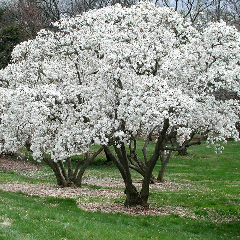 1 X MAGNOLIA STELLATA STARRY MAGNOLIA DECIDUOUS SHRUB HARDY GARDEN ...