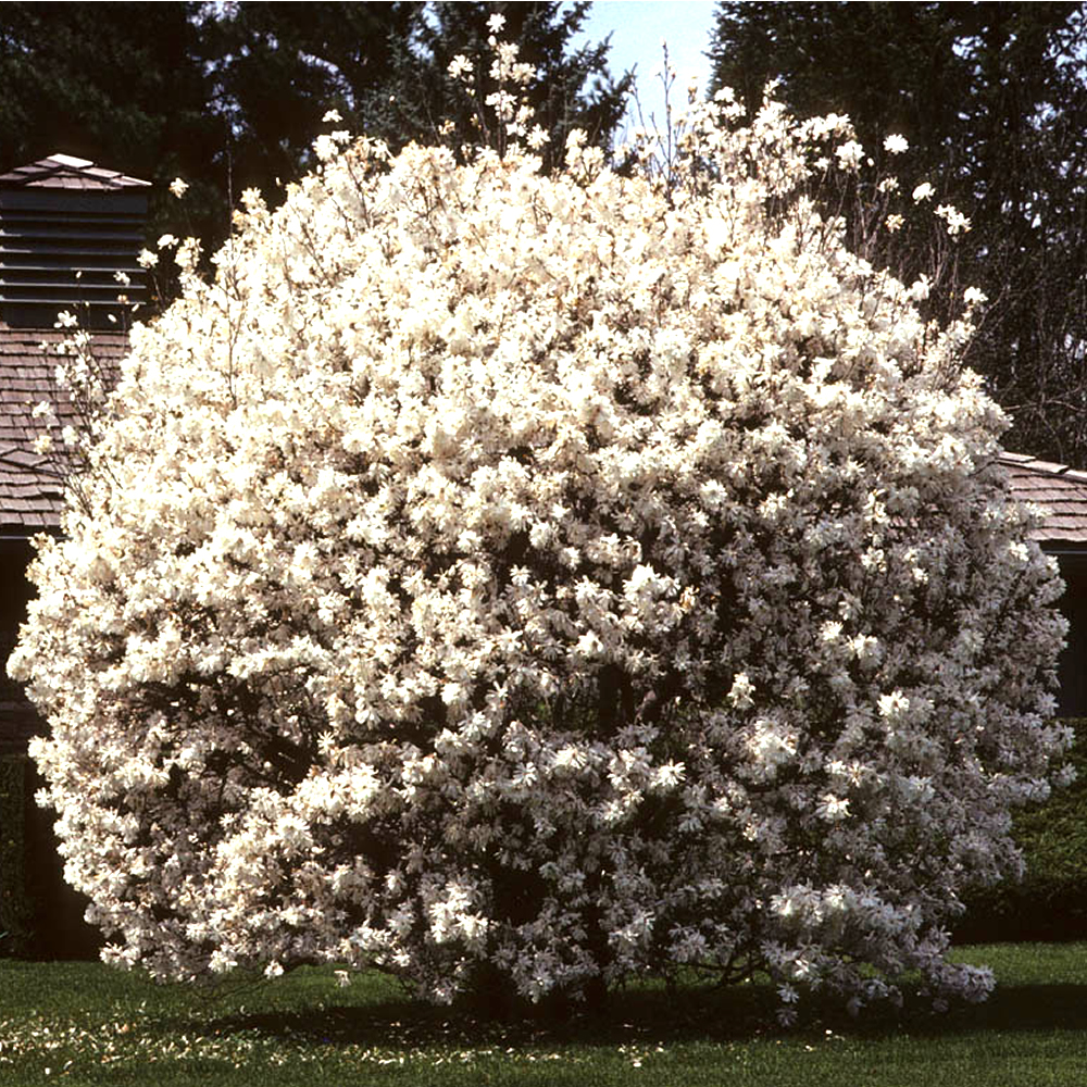 Magnolia Loebneri Mag S Pirouette Купить