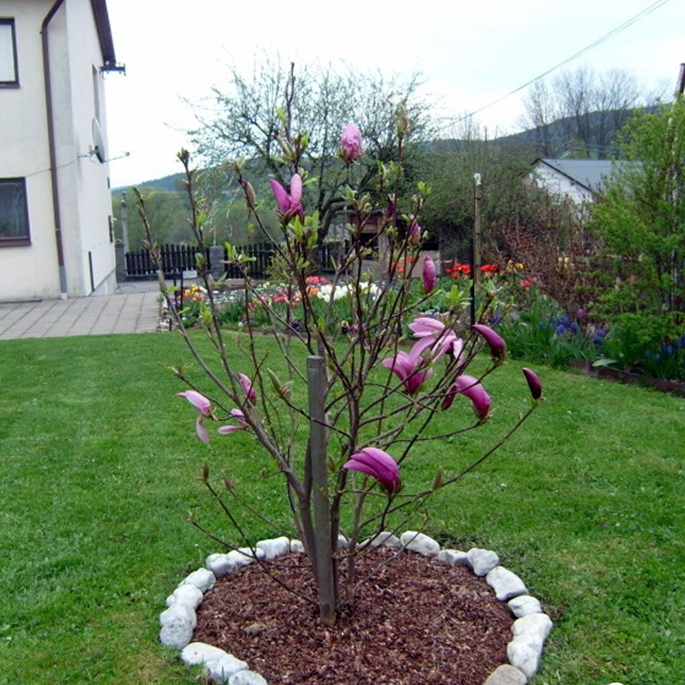 3 X MAGNOLIA 'SUSAN' DECIDUOUS BUSHY SHRUB HARDY GARDEN PLANT IN POT eBay