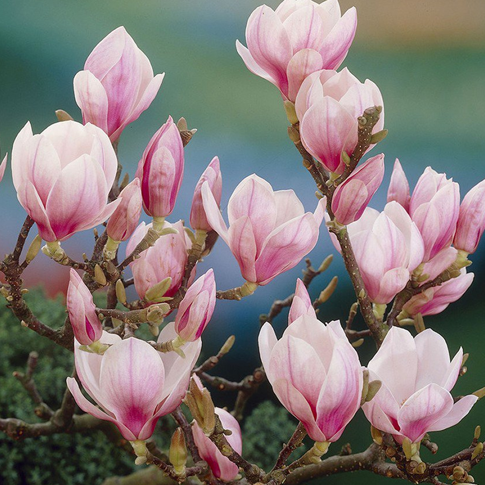 3 X MAGNOLIA SOULANGEANA SAUCER MAGNOLIA DECIDUOUS SHRUB HARDY PLANT IN ...