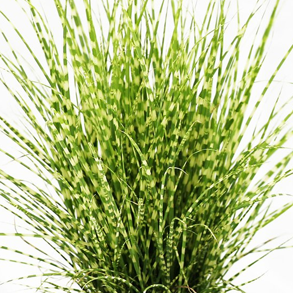 Miscanthus sinensis Strictus Porcupine Grass Deciduous Garden Shrub Plant in Pot - Picture 11 of 15
