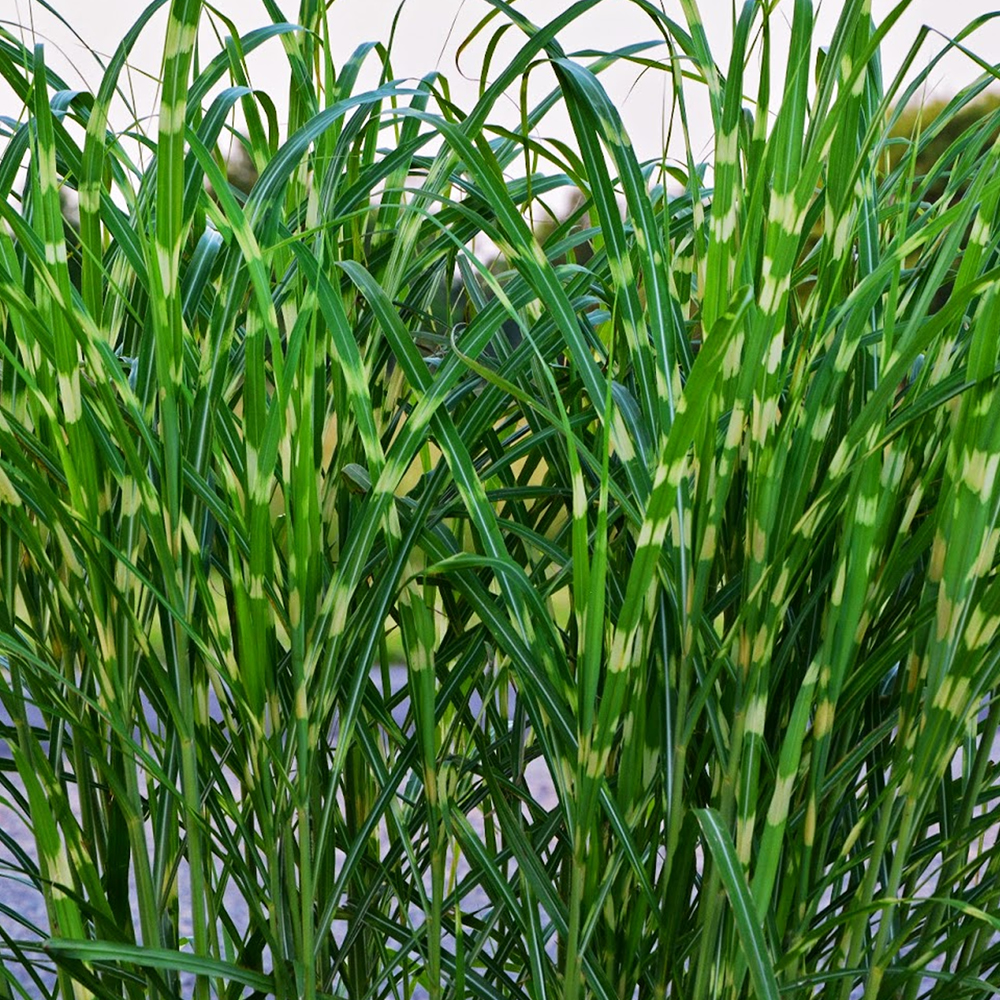 Miscanthus sinensis Strictus Porcupine Grass Deciduous Garden Shrub Plant in Pot - Picture 12 of 15