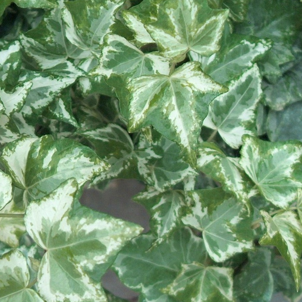 3 X HEDERA HELIX �MARBLED WHITE� TRAILING IVY EVERGREEN