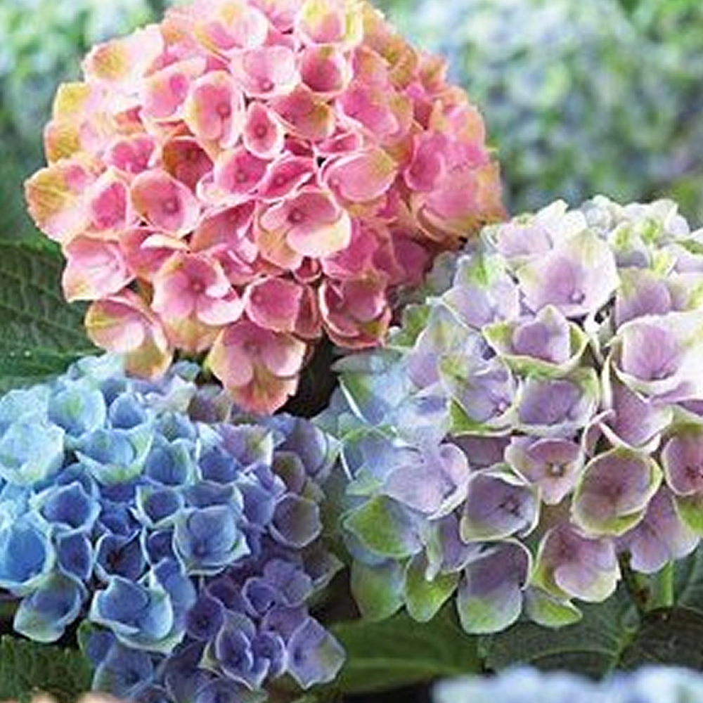 3 X MIXED HYDRANGEA MACROPHYLLA DECIDUOUS SHRUB HARDY