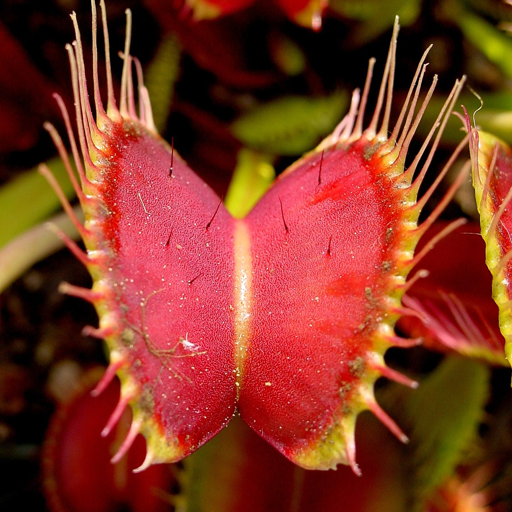 3 X VENUS FLY TRAP DIONAEA MUSCIPULA CARNIVOROUS HEALTHY