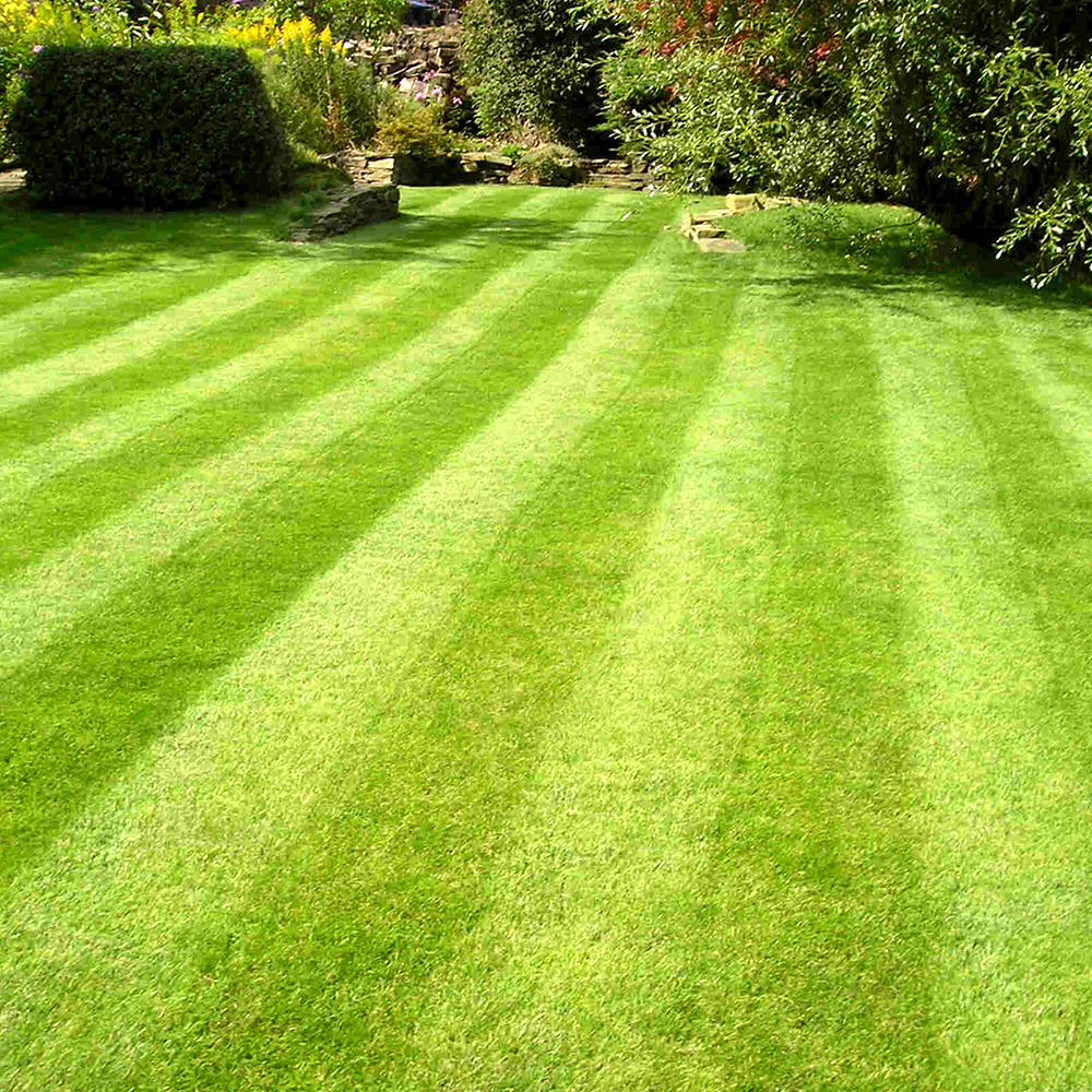 GARDENERS DREAM FINE LAWN GOLF GREEN TYPE ORNIMENTAL LUSH GARDEN GRASS