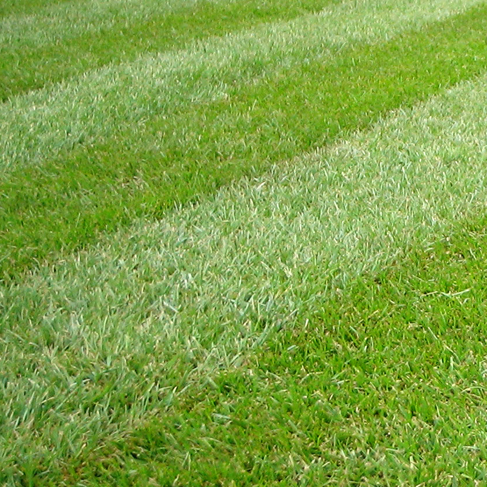 20KG GARDENERS DREAM GENERAL PURPOSE PREMIUM QUALITY GARDEN LAWN GRASS