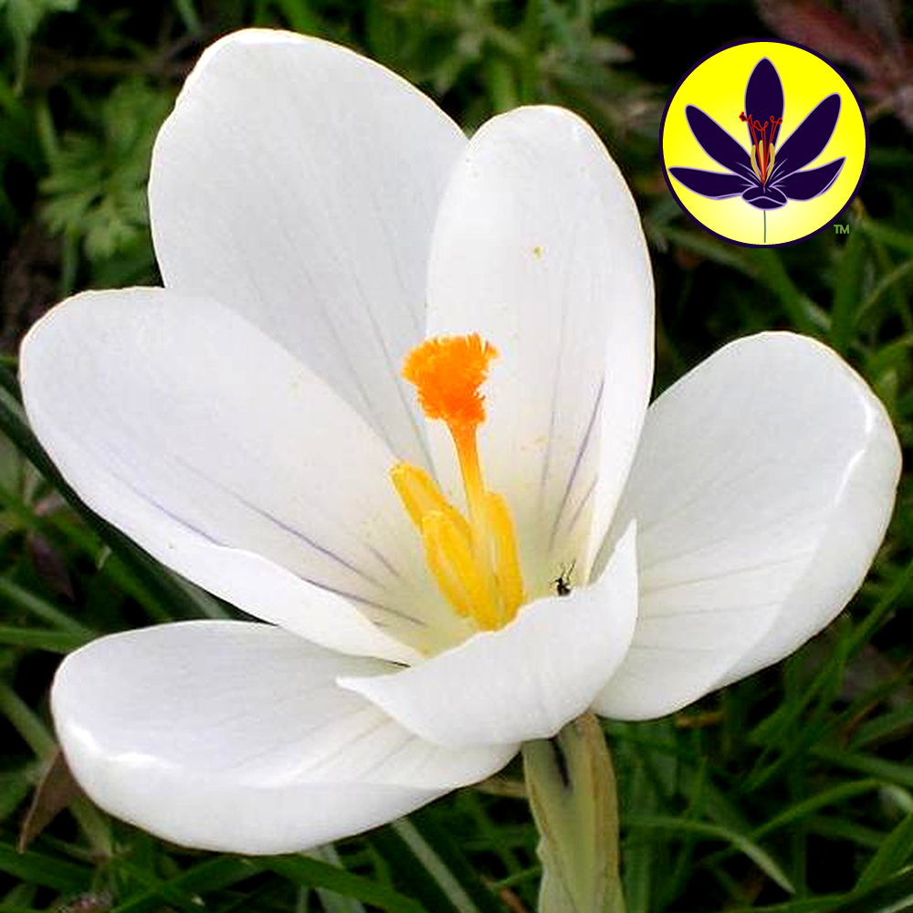 Crocus White Large Flowering Dwarf Hardy Species Spring
