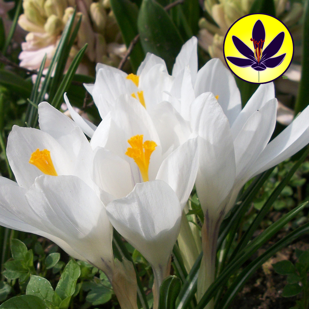 Crocus White Large Flowering Dwarf Hardy Species Spring