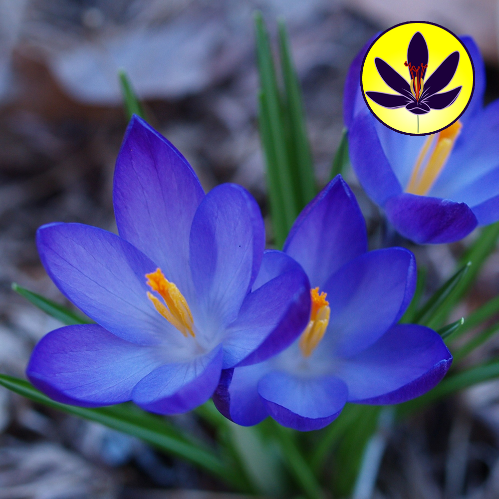 Crocus Blue Large Flowering Dwarf Hardy Species Spring