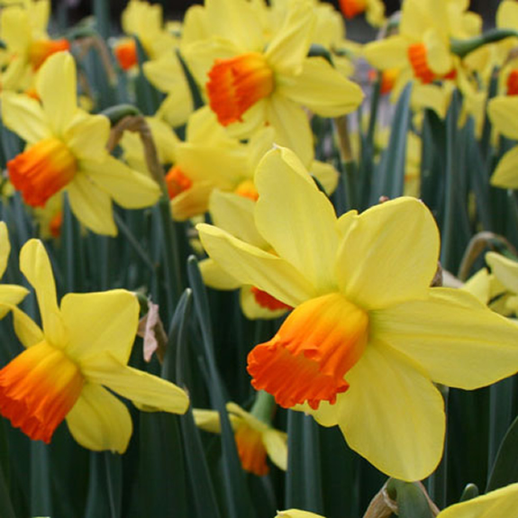 Daffodil Fortune Yellow Bed Border Healthy Spring Flowers