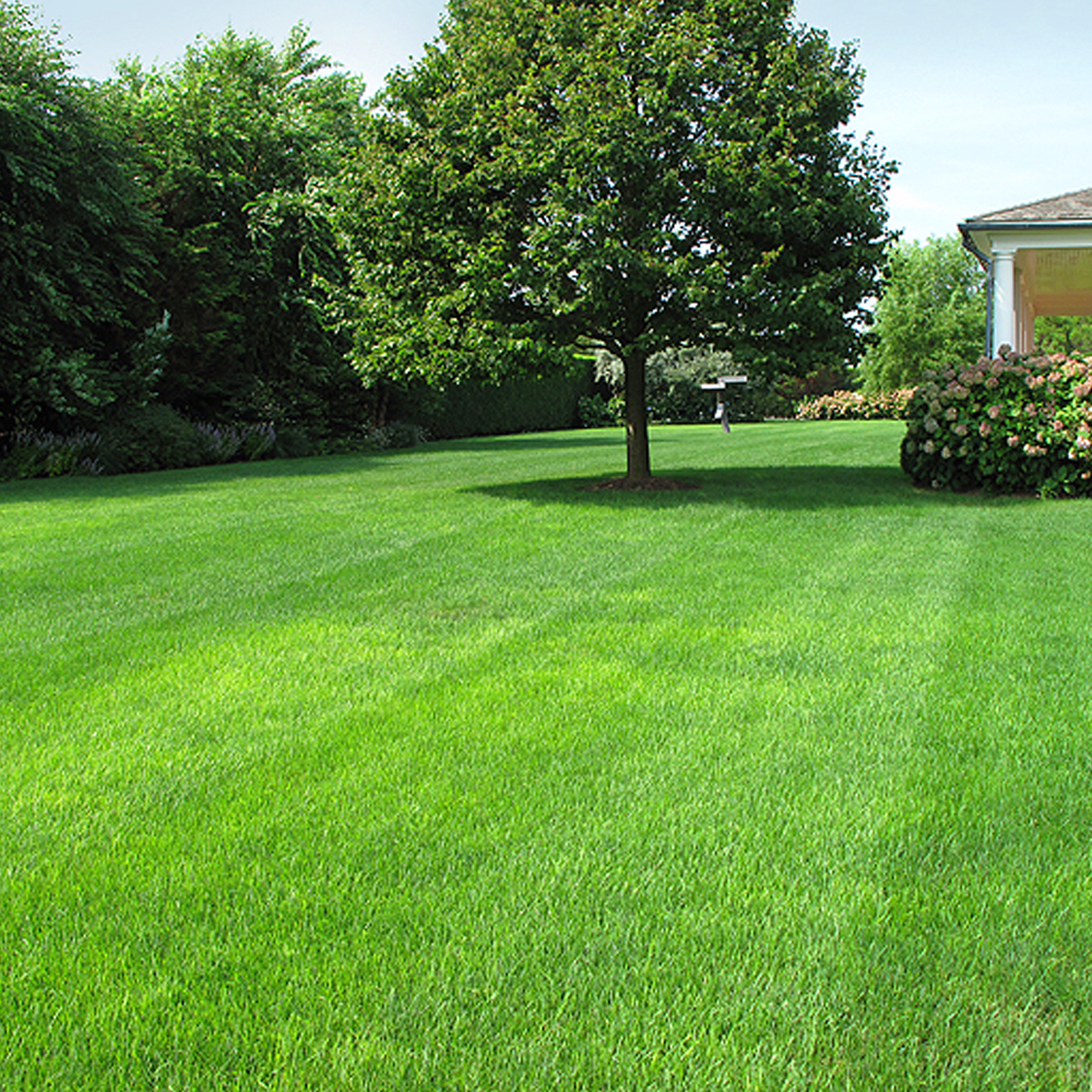 GroundMaster Fine Luxury Green Lawn Ornamental Style Grass Seed Various Sizes - Picture 9 of 22