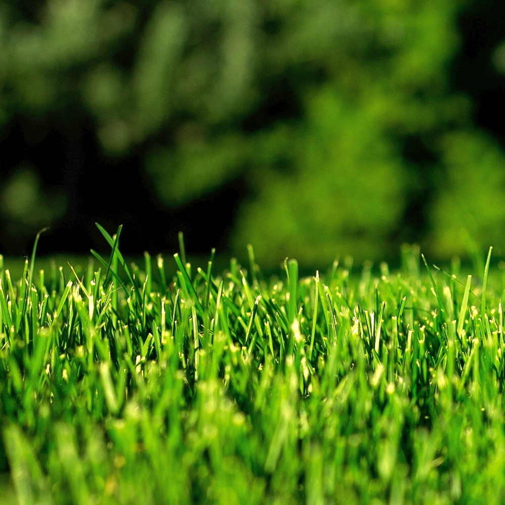 GroundMaster Fine Luxury Green Lawn Ornimental Style Grass Seed Various