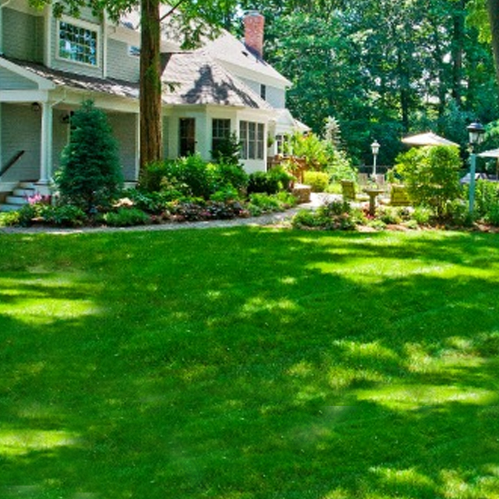 GroundMaster Shady Premium Dark Lawn Area Quality Grass Seed Various Sizes eBay