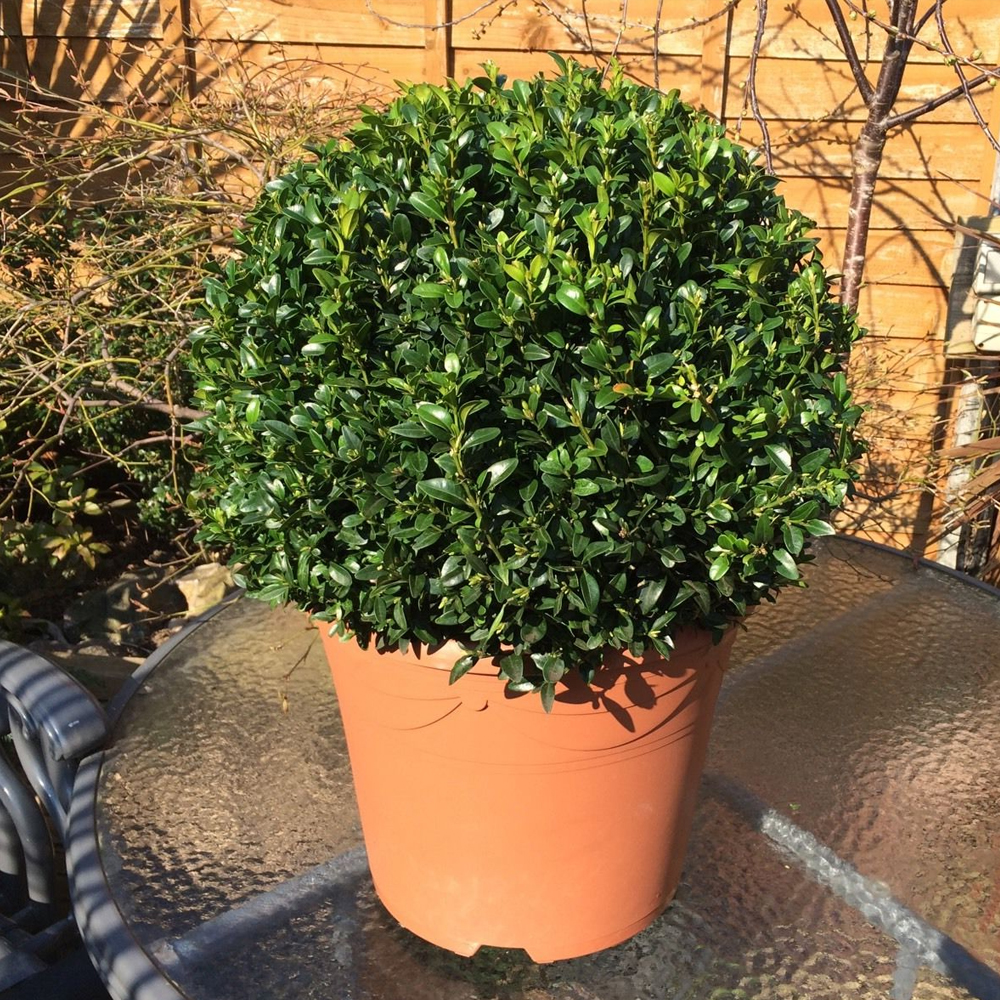 PAIR OF REAL 30CM EVERGREEN BUXUS BALLS PLANTS SEMPERVIRENS TOPIARY POT