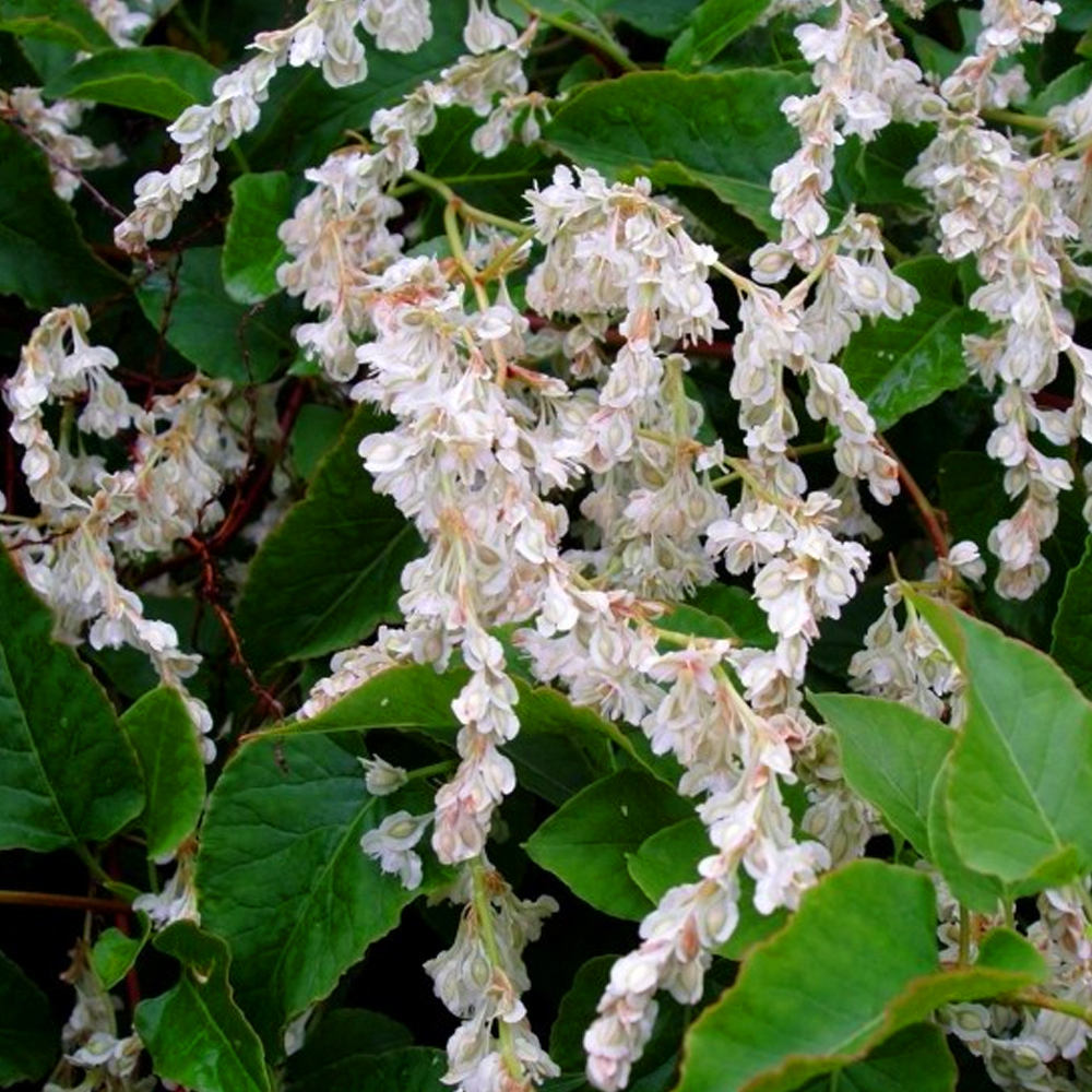 3 X FALLOPIA BALDSCHUANICA DECIDUOUS WHITE SHRUB RUSSIAN VINE PLANT IN POT