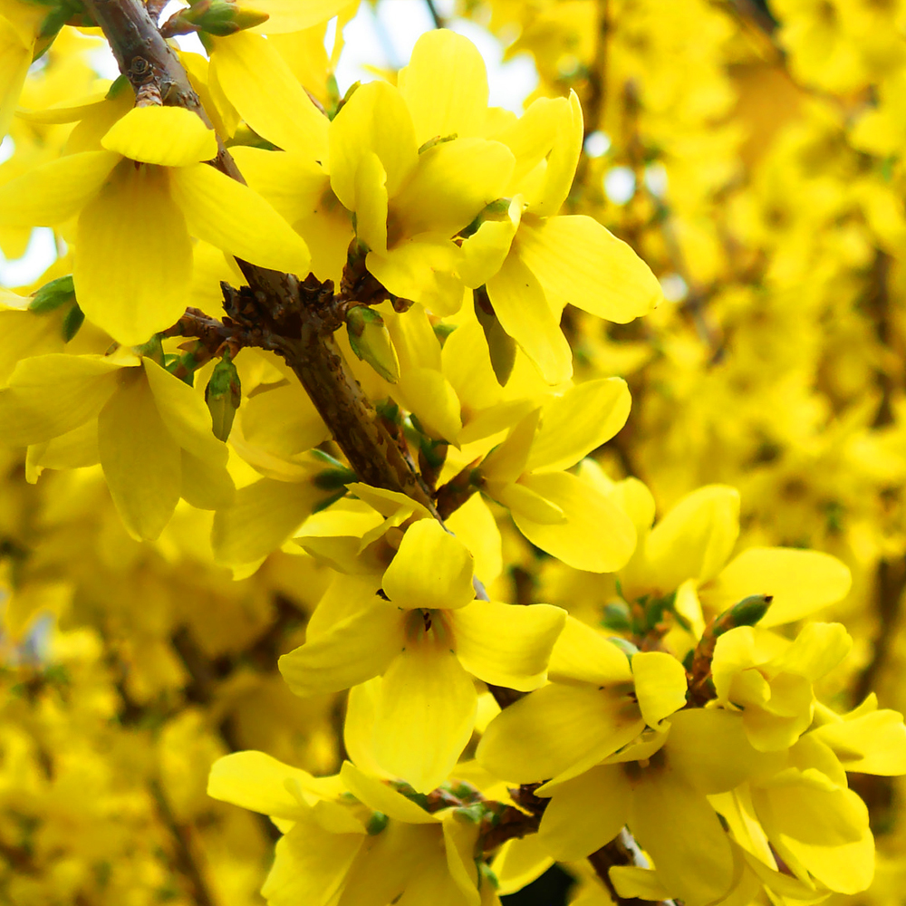 1 X FORSYTHIA INTERMDIA NIMBUS YELLOW SHRUB HARDY GREEN FOILAGE PLANT ...