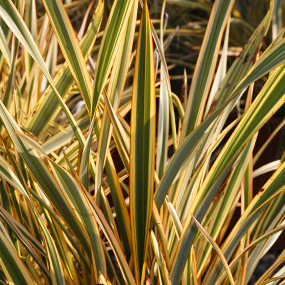 1 X PHORMIUM 'GOLDEN RAY' NEW ZEALAND FLAX EVERGREEN SHRUB HARDY PLANT