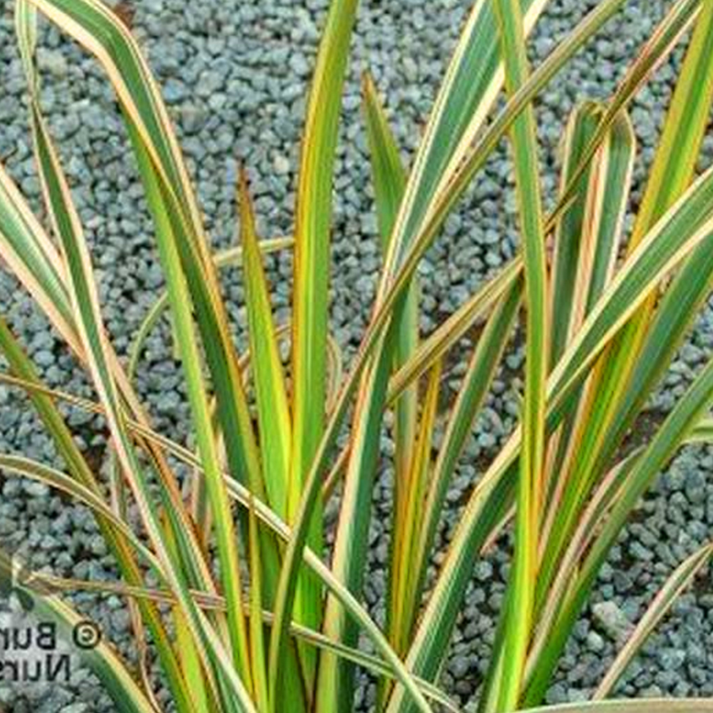 1 X PHORMIUM 'GOLDEN RAY' NEW ZEALAND FLAX EVERGREEN SHRUB HARDY PLANT