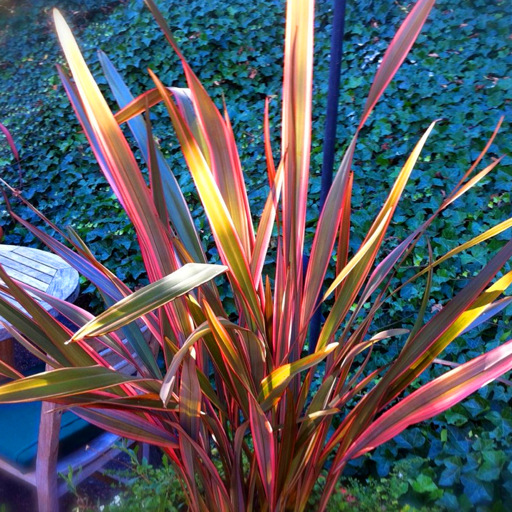 1 X PHORMIUM 'MAORI MAIDEN' NEW ZEALAND FLAX EVERGREEN SHRUB HARDY